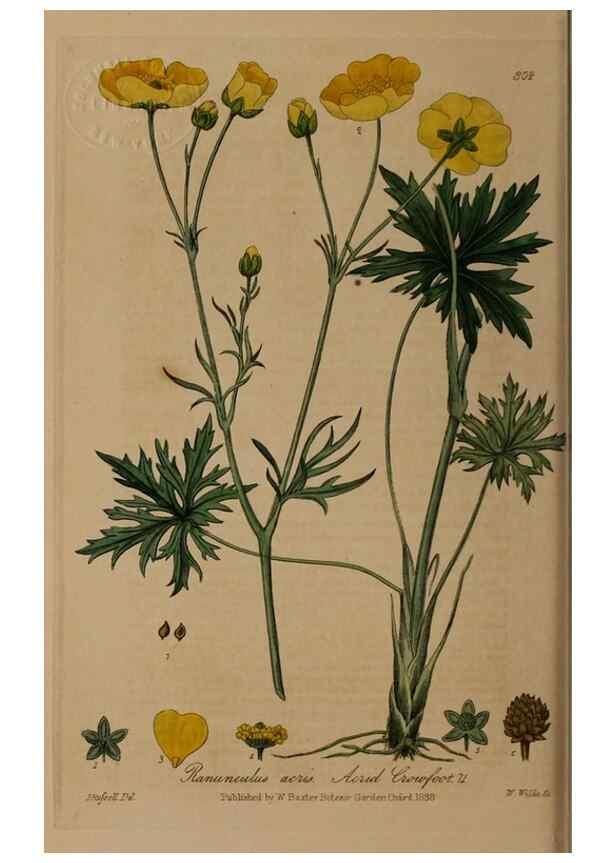 Reproducción/Reproduction 28949363261: British phaenogamous botany,. Oxford,Published by the author, sold by J.H. Parker [etc.]1834-43.