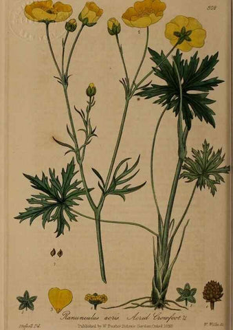 Reproducción/Reproduction 28949363261: British phaenogamous botany,. Oxford,Published by the author, sold by J.H. Parker [etc.]1834-43.