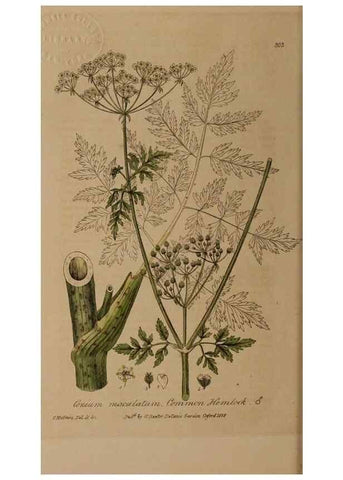 Reproducción/Reproduction 28739102870: British phaenogamous botany,. Oxford,Published by the author, sold by J.H. Parker [etc.]1834-43.