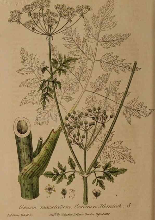 Reproducción/Reproduction 28739102870: British phaenogamous botany,. Oxford,Published by the author, sold by J.H. Parker [etc.]1834-43.