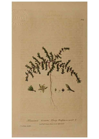 Reproducción/Reproduction 28920232742: British phaenogamous botany,. Oxford,Published by the author, sold by J.H. Parker [etc.]1834-43.
