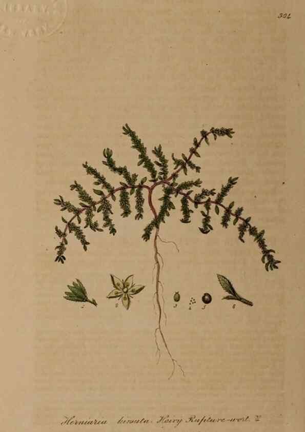 Reproducción/Reproduction 28920232742: British phaenogamous botany,. Oxford,Published by the author, sold by J.H. Parker [etc.]1834-43.