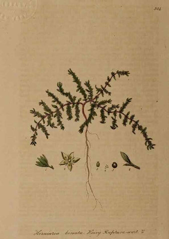 Reproducción/Reproduction 28920232742: British phaenogamous botany,. Oxford,Published by the author, sold by J.H. Parker [etc.]1834-43.