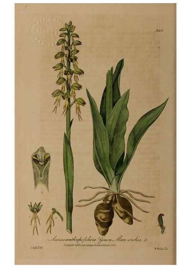 Reproducción/Reproduction 28949372791: British phaenogamous botany,. Oxford,Published by the author, sold by J.H. Parker [etc.]1834-43.