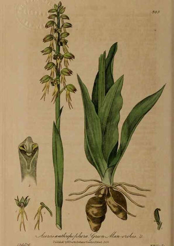 Reproducción/Reproduction 28949372791: British phaenogamous botany,. Oxford,Published by the author, sold by J.H. Parker [etc.]1834-43.