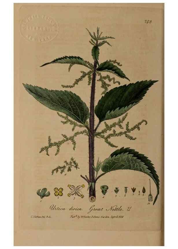 Reproducción/Reproduction 28407891723: British phaenogamous botany,. Oxford,Published by the author, sold by J.H. Parker [etc.]1834-43.