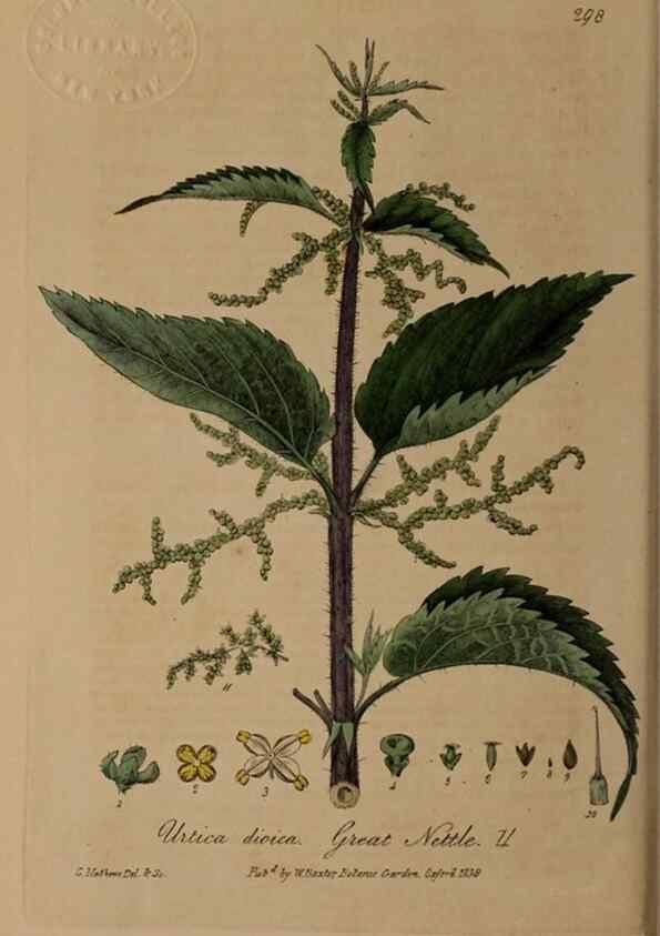 Reproducción/Reproduction 28407891723: British phaenogamous botany,. Oxford,Published by the author, sold by J.H. Parker [etc.]1834-43.