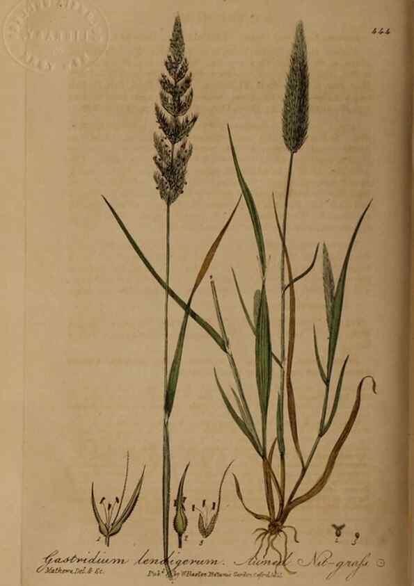Reproducción/Reproduction 28967448801: British phaenogamous botany,. Oxford,Published by the author, sold by J.H. Parker [etc.]1834-43.