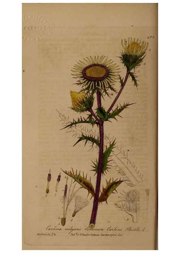 Reproducción/Reproduction 28757135770: British phaenogamous botany,. Oxford,Published by the author, sold by J.H. Parker [etc.]1834-43.