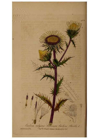 Reproducción/Reproduction 28757135770: British phaenogamous botany,. Oxford,Published by the author, sold by J.H. Parker [etc.]1834-43.