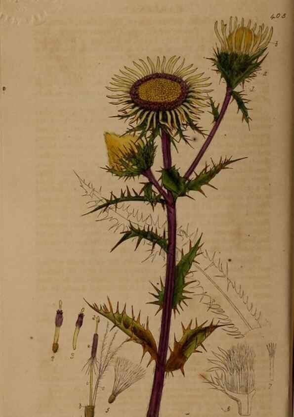 Reproducción/Reproduction 28757135770: British phaenogamous botany,. Oxford,Published by the author, sold by J.H. Parker [etc.]1834-43.