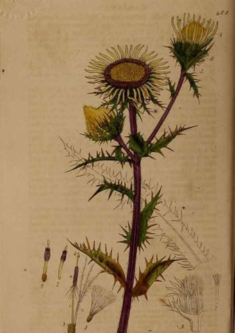 Reproducción/Reproduction 28757135770: British phaenogamous botany,. Oxford,Published by the author, sold by J.H. Parker [etc.]1834-43.