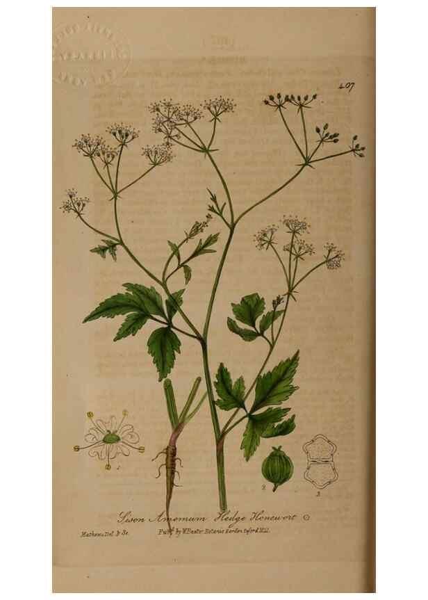 Reproducción/Reproduction 28422640294: British phaenogamous botany,. Oxford,Published by the author, sold by J.H. Parker [etc.]1834-43.