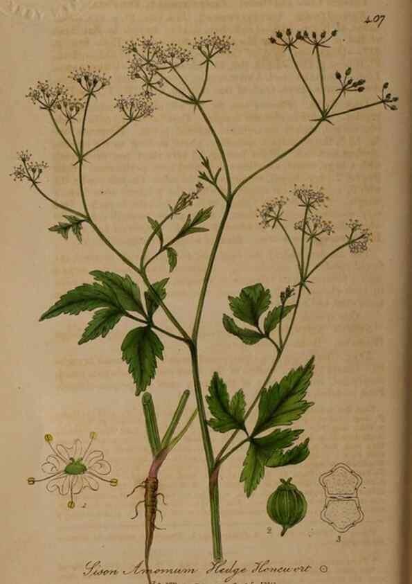 Reproducción/Reproduction 28422640294: British phaenogamous botany,. Oxford,Published by the author, sold by J.H. Parker [etc.]1834-43.