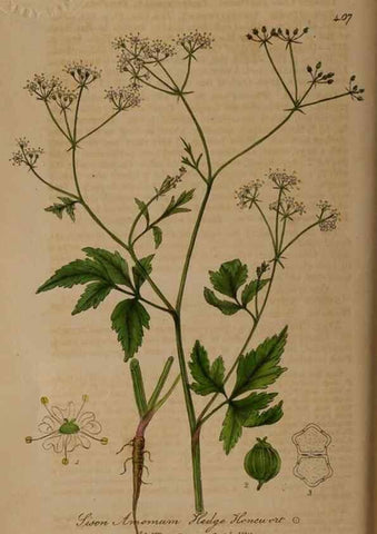 Reproducción/Reproduction 28422640294: British phaenogamous botany,. Oxford,Published by the author, sold by J.H. Parker [etc.]1834-43.