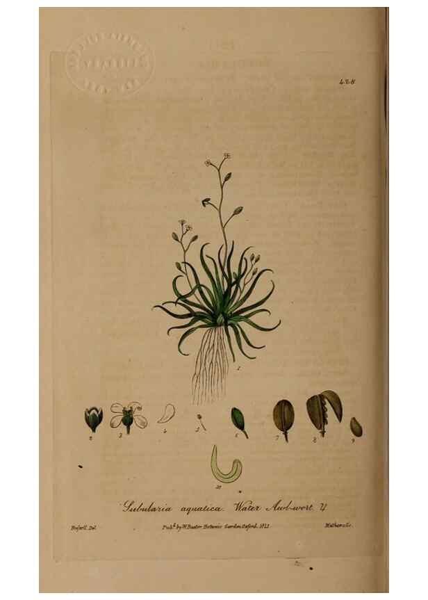 Reproducción/Reproduction 28422700064: British phaenogamous botany,. Oxford,Published by the author, sold by J.H. Parker [etc.]1834-43.
