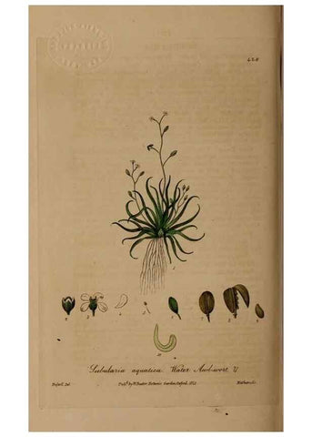 Reproducción/Reproduction 28422700064: British phaenogamous botany,. Oxford,Published by the author, sold by J.H. Parker [etc.]1834-43.