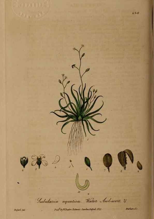 Reproducción/Reproduction 28422700064: British phaenogamous botany,. Oxford,Published by the author, sold by J.H. Parker [etc.]1834-43.