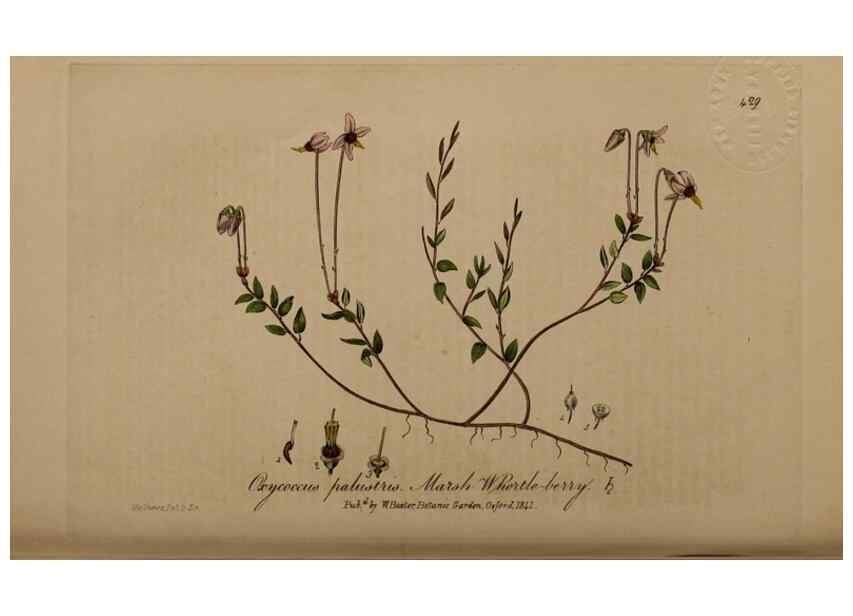 Reproducción/Reproduction 28422702814: British phaenogamous botany,. Oxford,Published by the author, sold by J.H. Parker [etc.]1834-43.