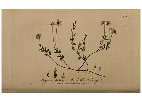 Reproducción/Reproduction 28422702814: British phaenogamous botany,. Oxford,Published by the author, sold by J.H. Parker [etc.]1834-43.