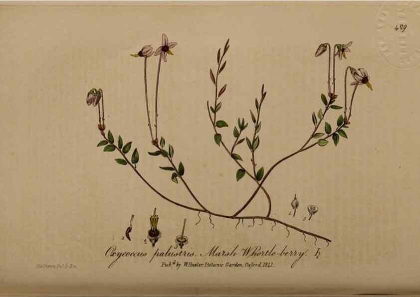 Reproducción/Reproduction 28422702814: British phaenogamous botany,. Oxford,Published by the author, sold by J.H. Parker [etc.]1834-43.