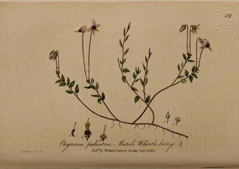 Reproducción/Reproduction 28422702814: British phaenogamous botany,. Oxford,Published by the author, sold by J.H. Parker [etc.]1834-43.