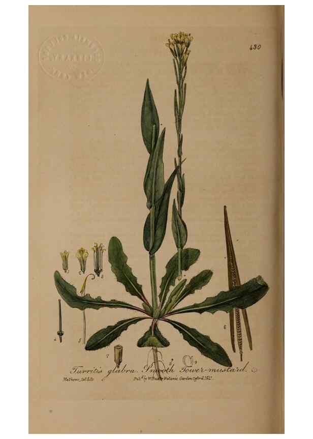 Reproducción/Reproduction 28422705934: British phaenogamous botany,. Oxford,Published by the author, sold by J.H. Parker [etc.]1834-43.