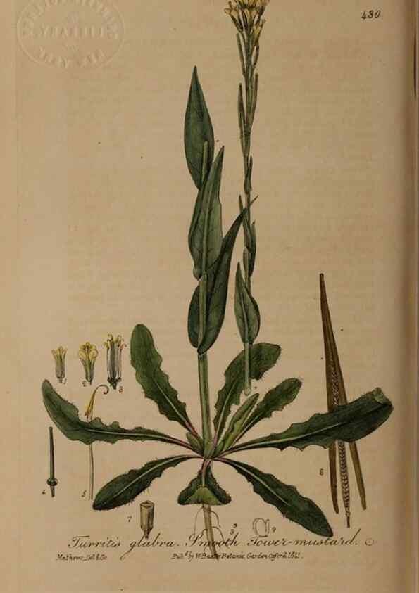 Reproducción/Reproduction 28422705934: British phaenogamous botany,. Oxford,Published by the author, sold by J.H. Parker [etc.]1834-43.
