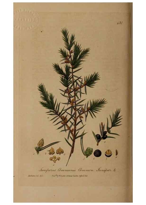 Reproducción/Reproduction 28422708484: British phaenogamous botany,. Oxford,Published by the author, sold by J.H. Parker [etc.]1834-43.