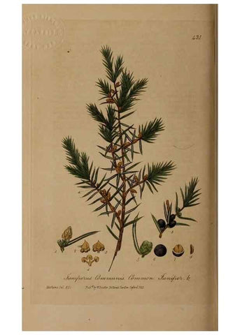 Reproducción/Reproduction 28422708484: British phaenogamous botany,. Oxford,Published by the author, sold by J.H. Parker [etc.]1834-43.