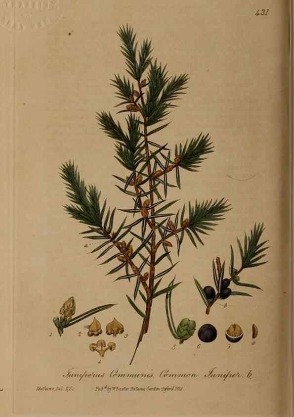 Reproducción/Reproduction 28422708484: British phaenogamous botany,. Oxford,Published by the author, sold by J.H. Parker [etc.]1834-43.