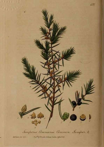 Reproducción/Reproduction 28422708484: British phaenogamous botany,. Oxford,Published by the author, sold by J.H. Parker [etc.]1834-43.