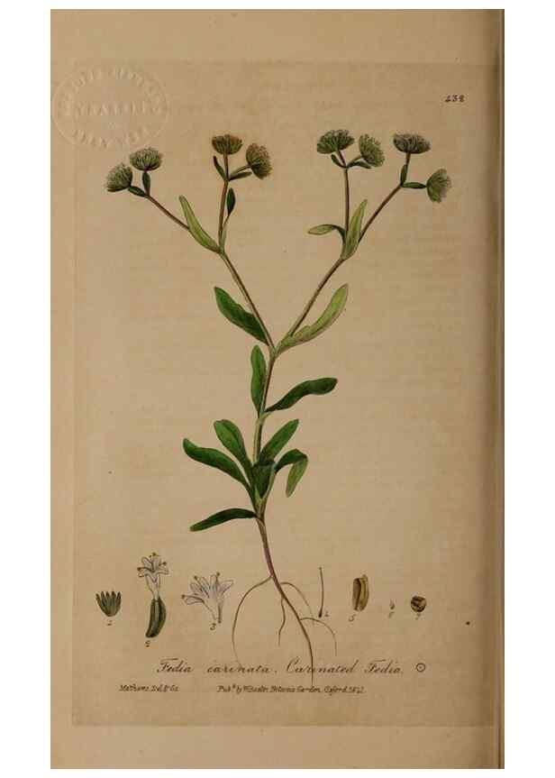 Reproducción/Reproduction 29043345515: British phaenogamous botany,. Oxford,Published by the author, sold by J.H. Parker [etc.]1834-43.