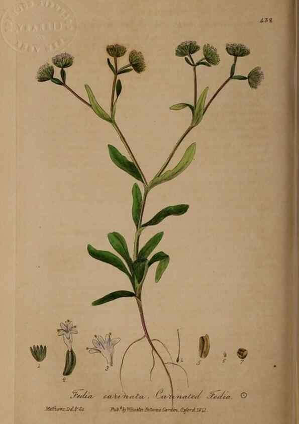 Reproducción/Reproduction 29043345515: British phaenogamous botany,. Oxford,Published by the author, sold by J.H. Parker [etc.]1834-43.