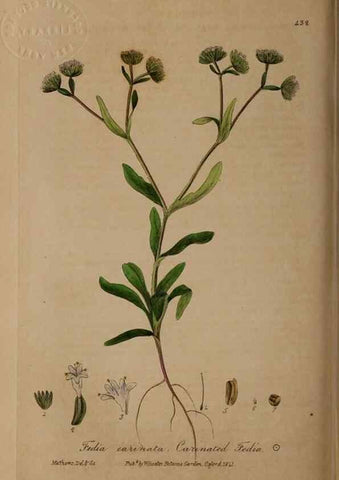 Reproducción/Reproduction 29043345515: British phaenogamous botany,. Oxford,Published by the author, sold by J.H. Parker [etc.]1834-43.