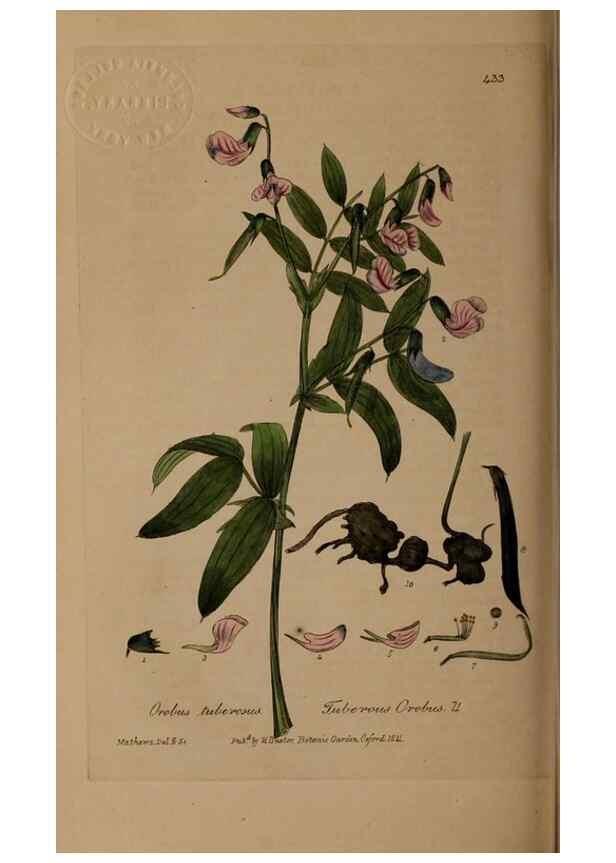 Reproducción/Reproduction 28422713814: British phaenogamous botany,. Oxford,Published by the author, sold by J.H. Parker [etc.]1834-43.