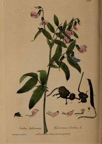 Reproducción/Reproduction 28422713814: British phaenogamous botany,. Oxford,Published by the author, sold by J.H. Parker [etc.]1834-43.