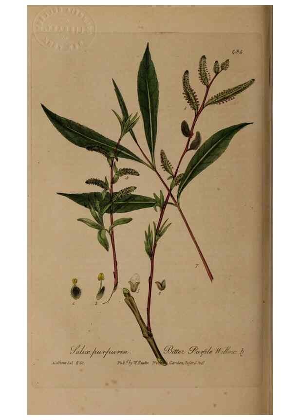 Reproducción/Reproduction 28757207940: British phaenogamous botany,. Oxford,Published by the author, sold by J.H. Parker [etc.]1834-43.