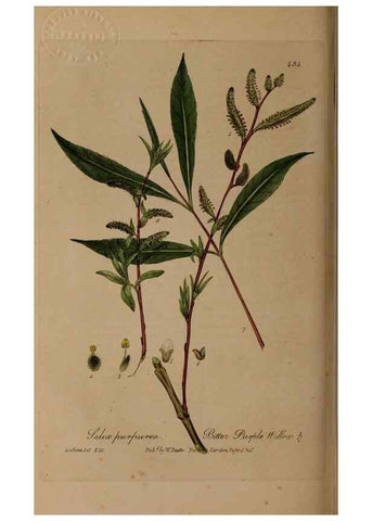 Reproducción/Reproduction 28757207940: British phaenogamous botany,. Oxford,Published by the author, sold by J.H. Parker [etc.]1834-43.
