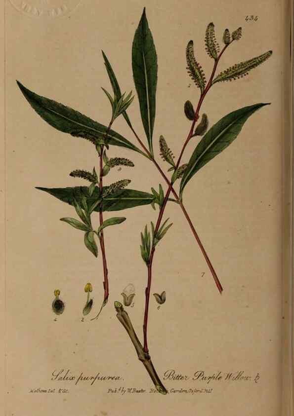 Reproducción/Reproduction 28757207940: British phaenogamous botany,. Oxford,Published by the author, sold by J.H. Parker [etc.]1834-43.