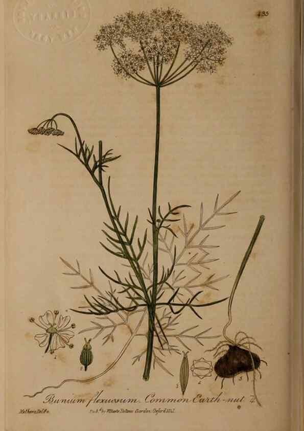 Reproducción/Reproduction 28757211380: British phaenogamous botany,. Oxford,Published by the author, sold by J.H. Parker [etc.]1834-43.