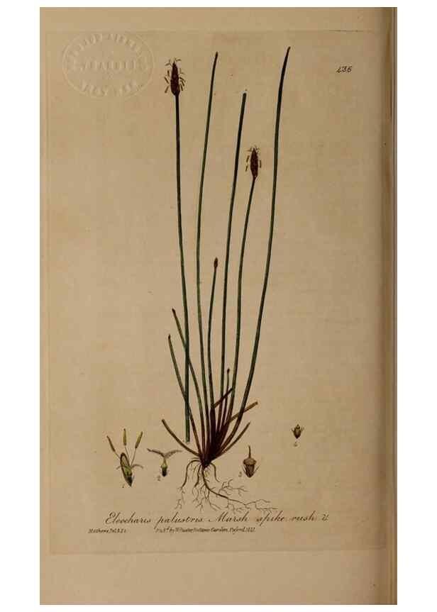 Reproducción/Reproduction 28937983242: British phaenogamous botany,. Oxford,Published by the author, sold by J.H. Parker [etc.]1834-43.