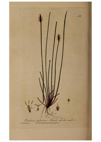 Reproducción/Reproduction 28937983242: British phaenogamous botany,. Oxford,Published by the author, sold by J.H. Parker [etc.]1834-43.