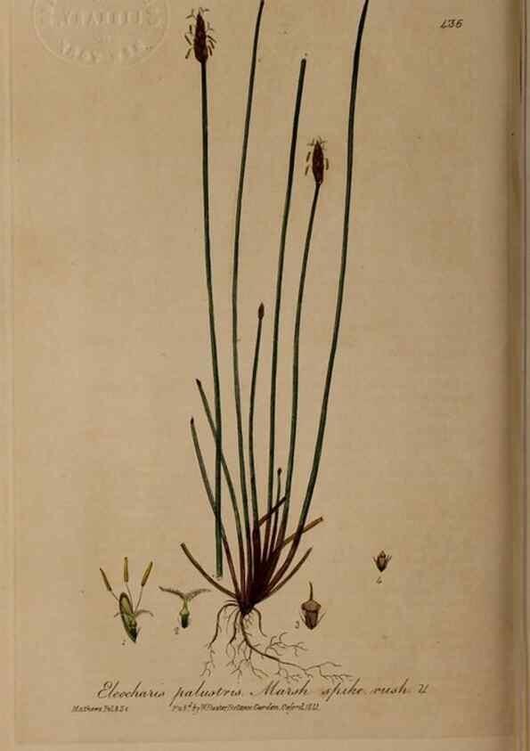 Reproducción/Reproduction 28937983242: British phaenogamous botany,. Oxford,Published by the author, sold by J.H. Parker [etc.]1834-43.