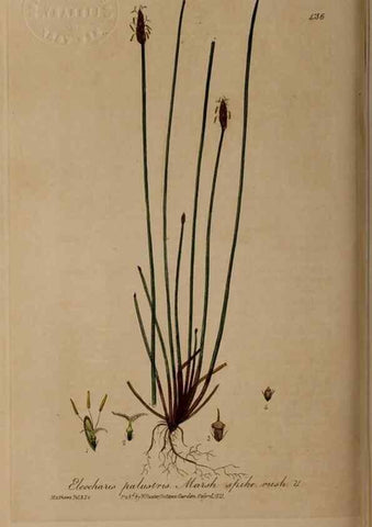 Reproducción/Reproduction 28937983242: British phaenogamous botany,. Oxford,Published by the author, sold by J.H. Parker [etc.]1834-43.