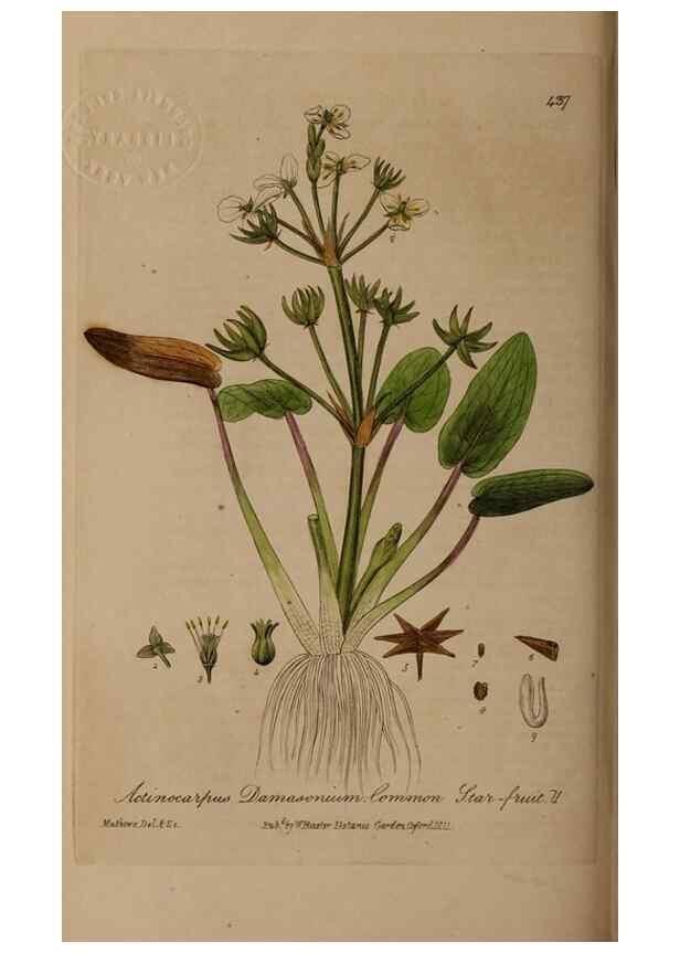 Reproducción/Reproduction 28757216820: British phaenogamous botany,. Oxford,Published by the author, sold by J.H. Parker [etc.]1834-43.