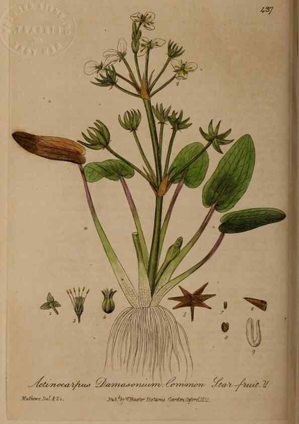 Reproducción/Reproduction 28757216820: British phaenogamous botany,. Oxford,Published by the author, sold by J.H. Parker [etc.]1834-43.