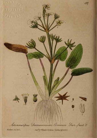 Reproducción/Reproduction 28757216820: British phaenogamous botany,. Oxford,Published by the author, sold by J.H. Parker [etc.]1834-43.