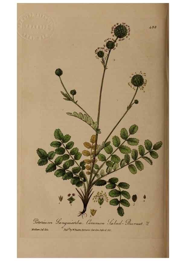 Reproducción/Reproduction 28757220000: British phaenogamous botany,. Oxford,Published by the author, sold by J.H. Parker [etc.]1834-43.