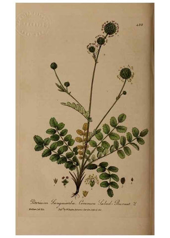 Reproducción/Reproduction 28757220000: British phaenogamous botany,. Oxford,Published by the author, sold by J.H. Parker [etc.]1834-43.